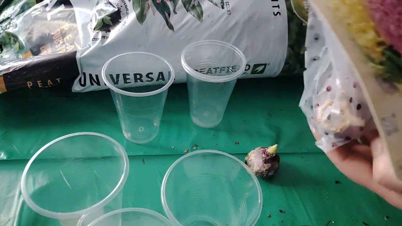 Мрія про весну:🌱🌱🌱 Мій дебют у посадці гіацинтів🪻🪻🪻