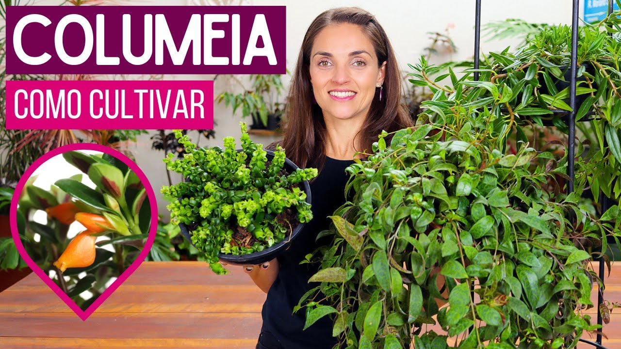 COLUMEIAS 🌿 PLANTAS LINDAS para SUA CASA - COMO CULTIVAR e FAZER MUDAS