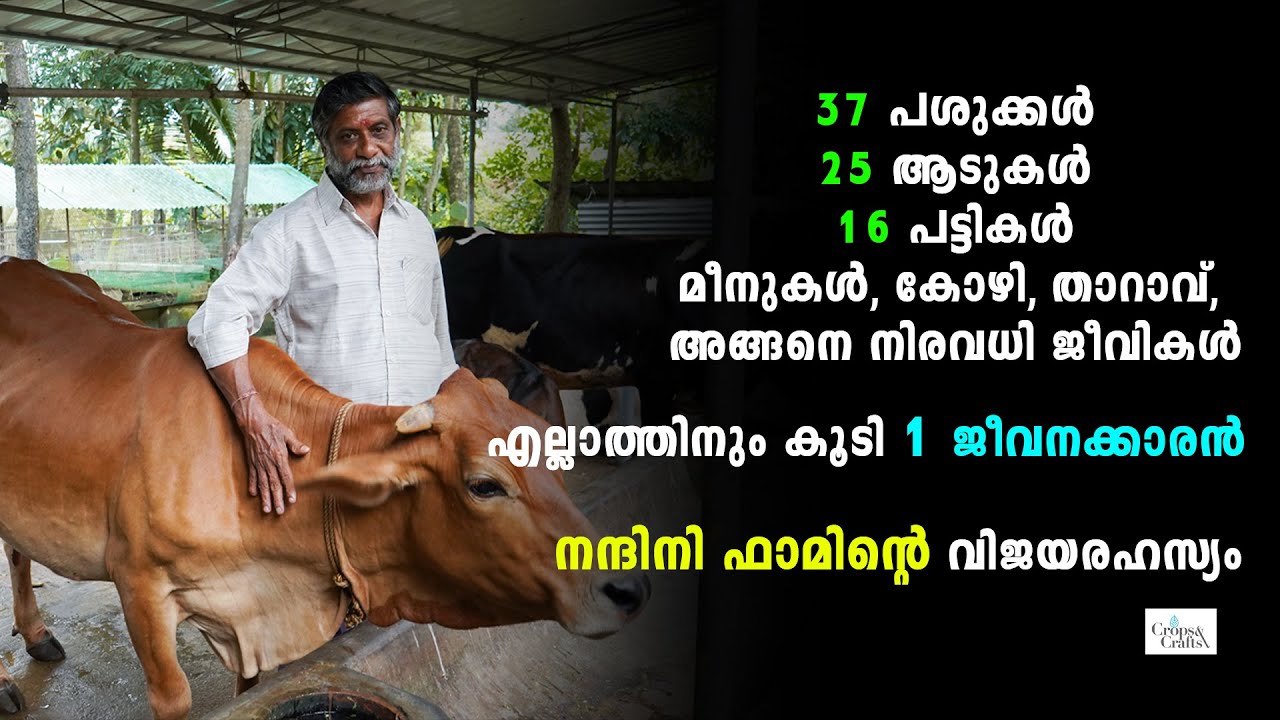 How to start a Dairy Farm | Nandini Dairy Farm, Balaramapuram | നന്ദിനി ഫാമിന്റെ വിജയരഹസ്യം