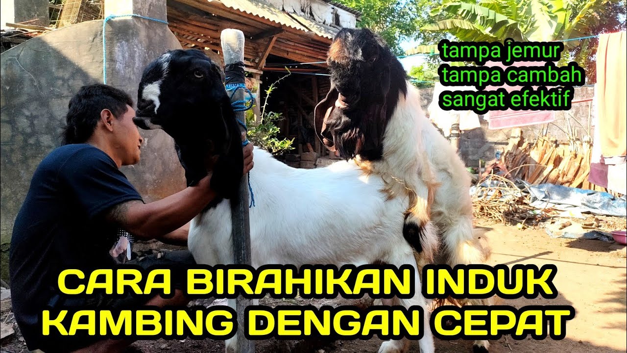 Cara cepat birahikan kambing betina❗cara agar kambing betina cepat birahi