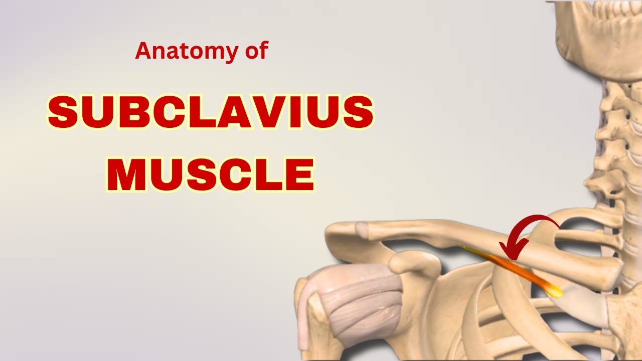 Subclavius Muscle Anatomy | Muscle of Pectoral Region | Doctor Speaks