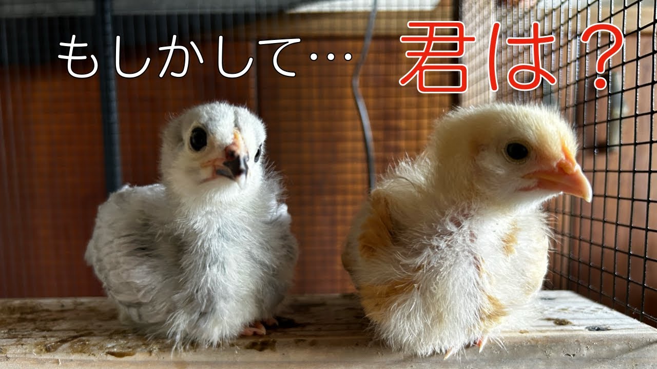 [Chickens] Wait.... Are you...?