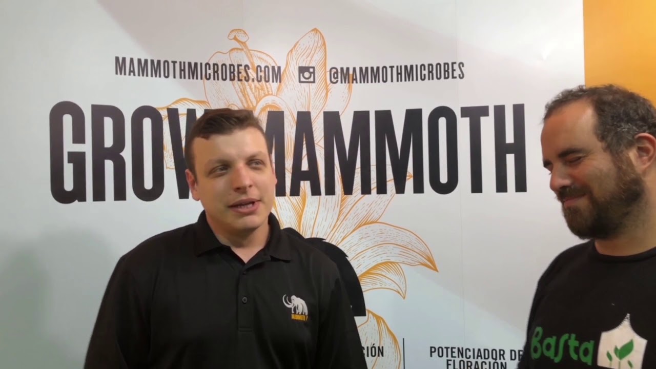 Basta de Lobby   Entrevista Mammoth