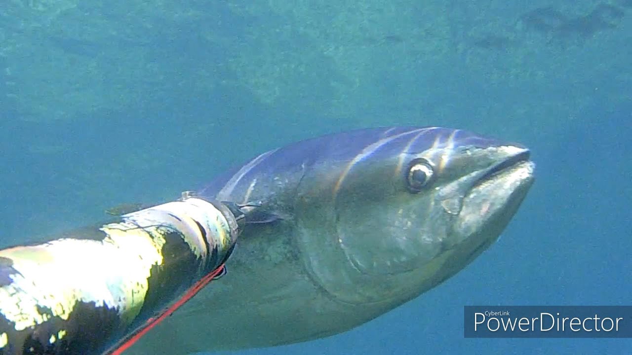 Pesca Sub:tonno subito