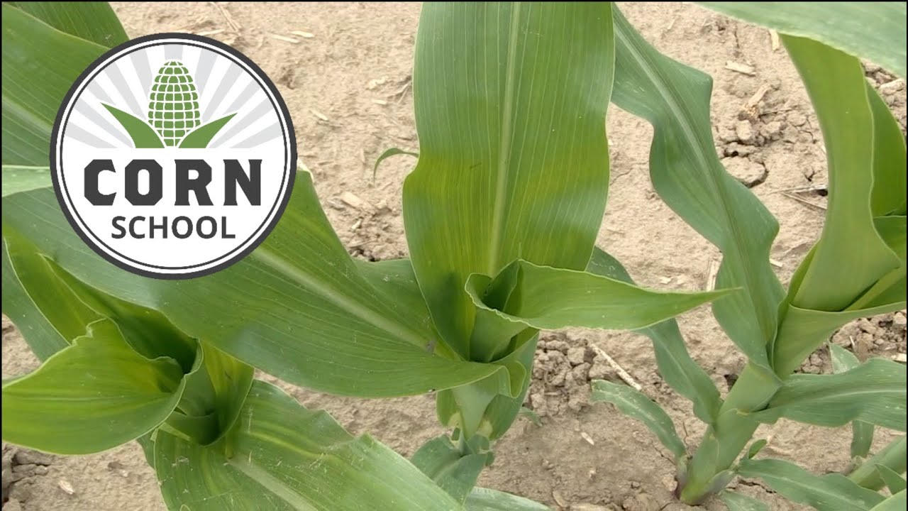 Corn School: что вам нужно знать о тестировании тканей