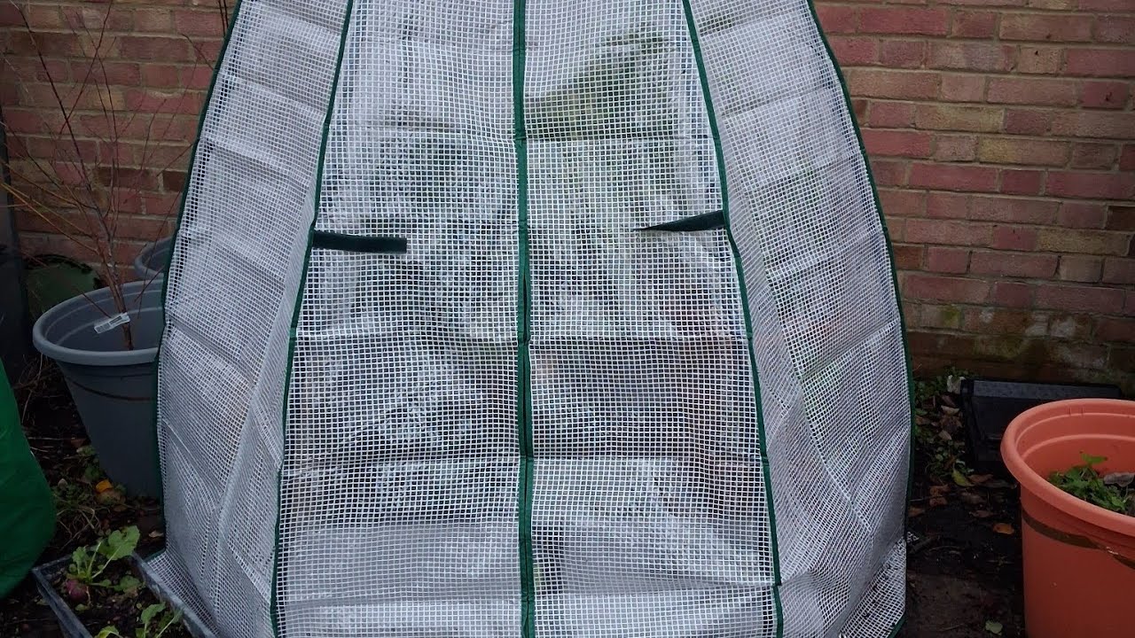 Planting of peas and update on Milton Gardens Allotment. February 2026