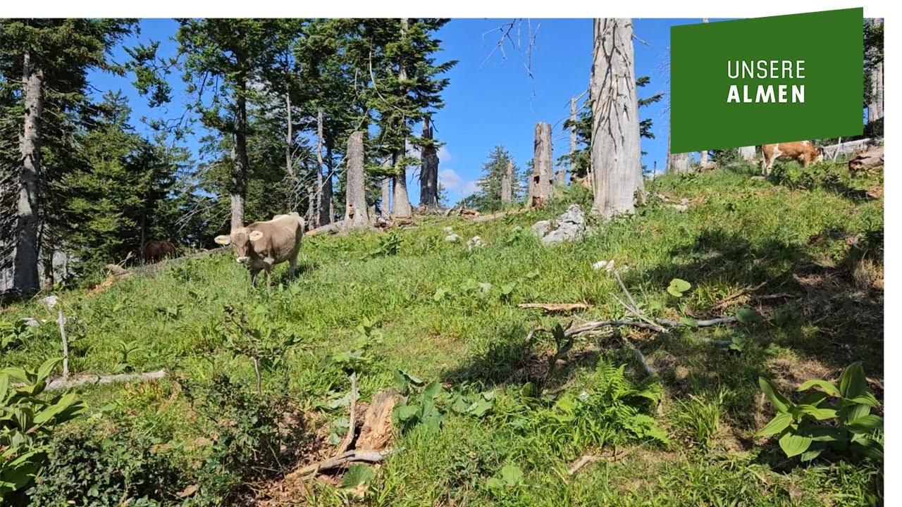 Bergwaldprojekt des Alpenvereins auf der Feichtaualm im Nationalpark Kalkalpen