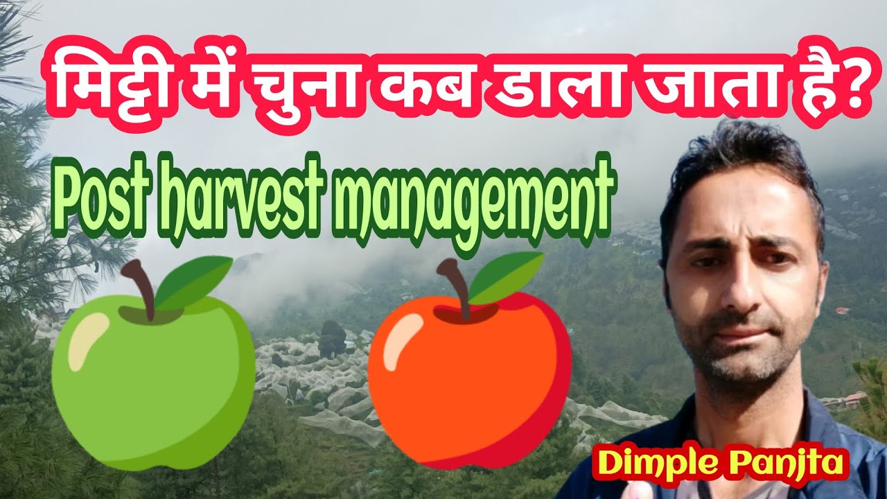 मिट्टी में चुना क्यों डालते है // Post harvest management // Dimple Panjta // @bagwanikibaat 