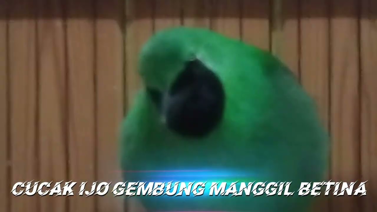 CUCAK IJO GEMBUNG BIRAHI TINGGI MANGIL BETINA #cucakijoemmositinggi #kicaumania #viral 