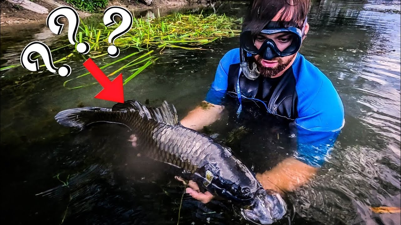 Très ÉTRANGE fish sur le FLEUVE Meuse, les grosses CARPES sont là! #carpe #sandre #brochet #barbeau