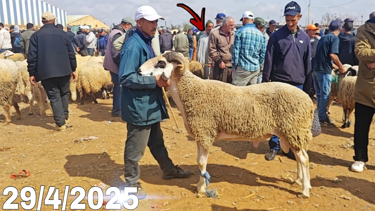 مباشرة من سوق الأسبوعي الثلاثاء بركان شوفو أثمنة الأغنام 🐏والنعجة🐑والخضر🍎والدواجن🐓بتاريخ 29/4/2025
