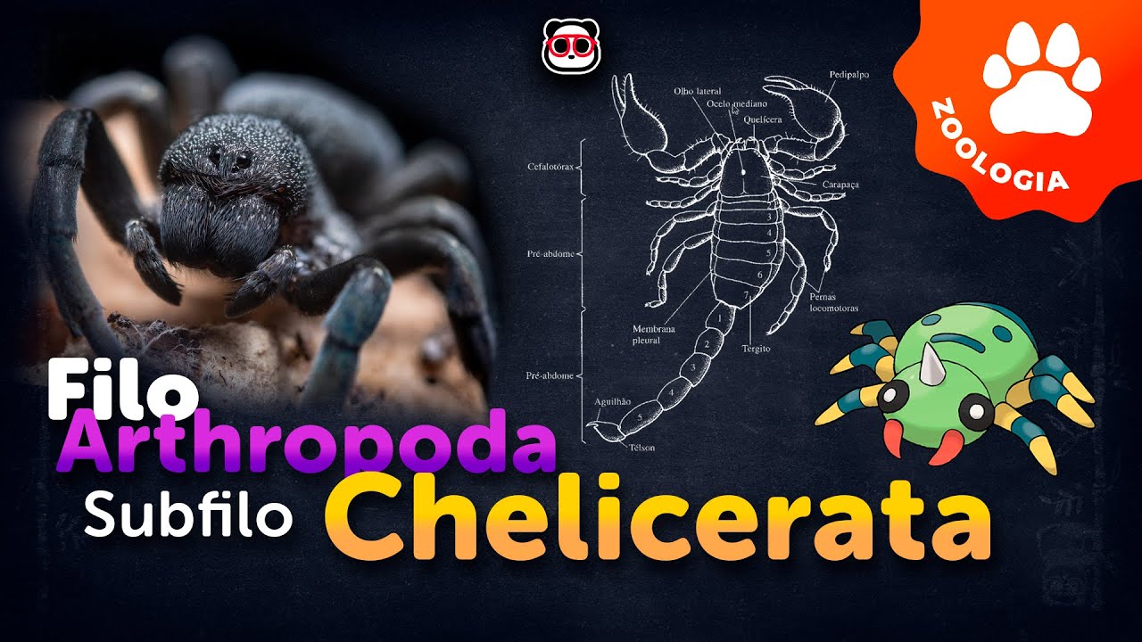 Filo Arthropoda - Subfilo Chelicerata (Os Aracnídeos) (4/5)