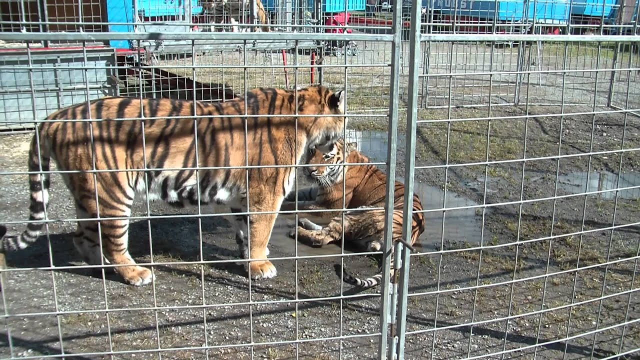 Zirkus Probst in Schwarzenberg 2011
