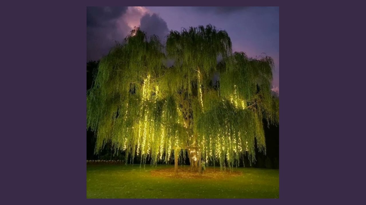 willow tree | rival, cadmium, rosendale (sped up)