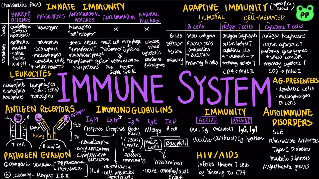 Immune System | Animal Physiology 03 | Biology | PP Notes | Campbell 8E Ch. 43