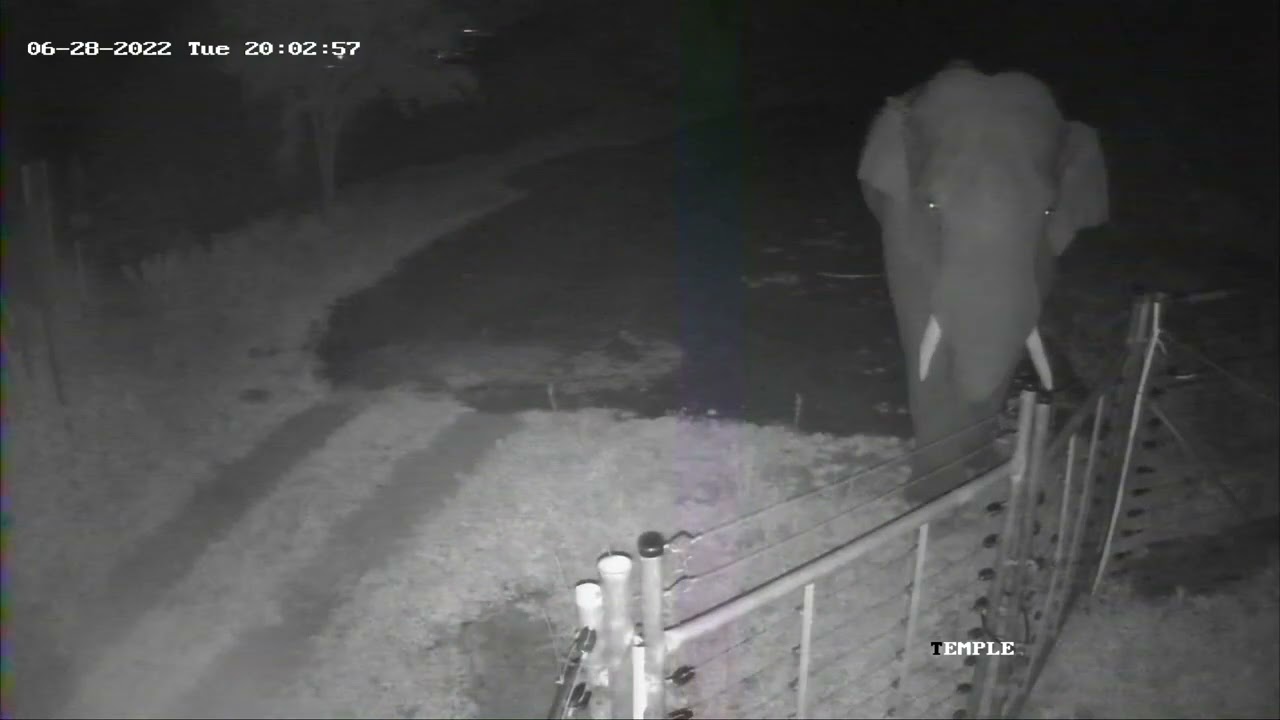 wild elephant  breaks an electric solar fence/get caught on cctv