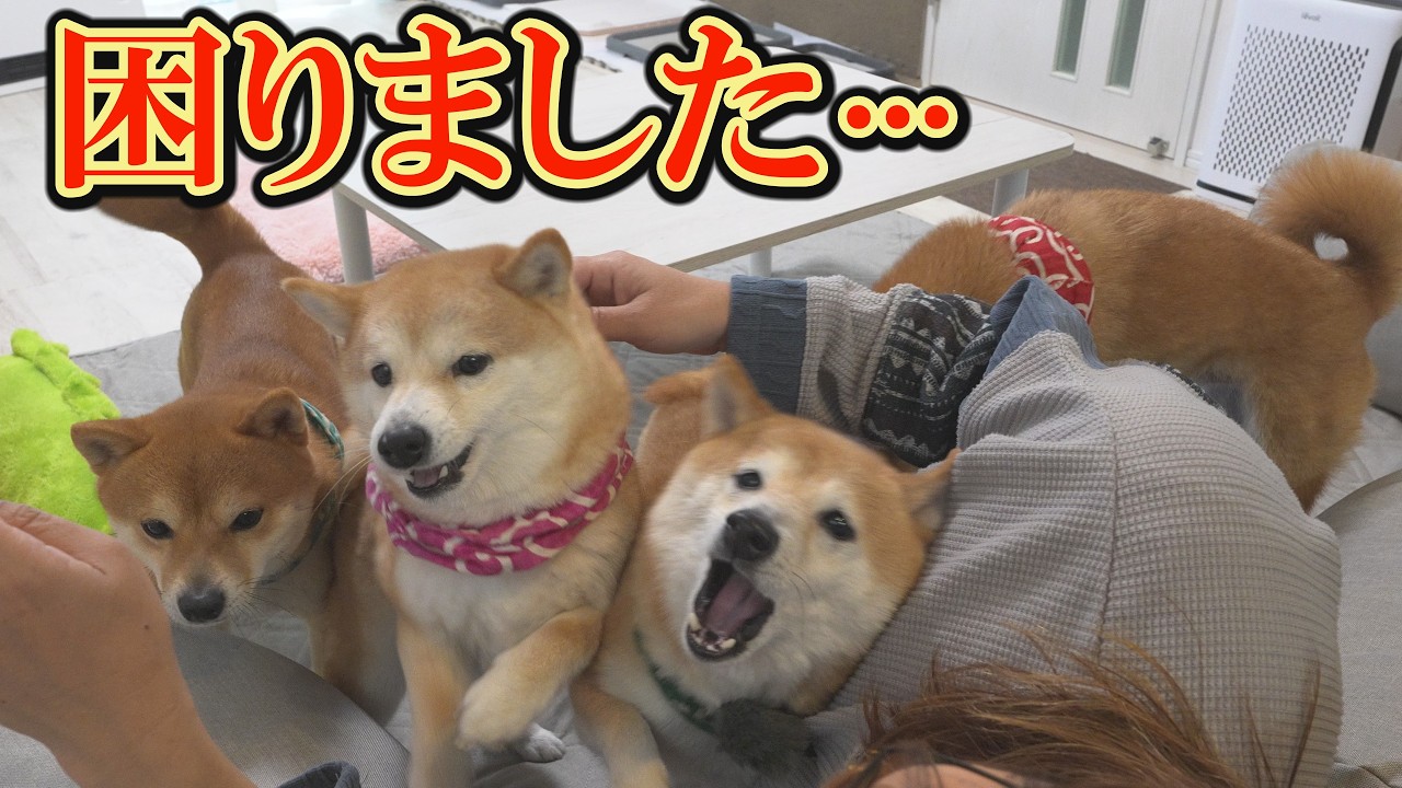 こんなの初めて・・・柴犬達が一睡もしません・・・