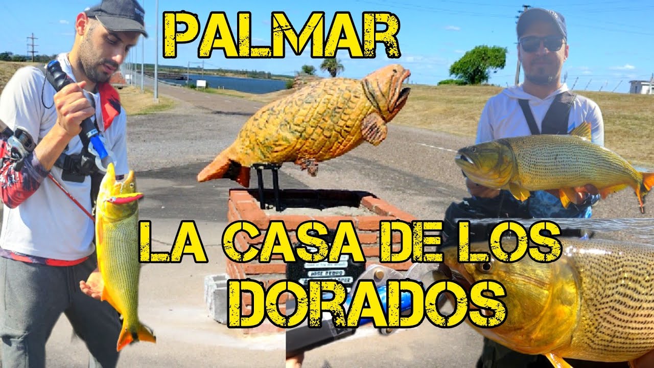 DORADOS CAZANDO TODO lo qué SE MUEVE en la REPRESA DE PALMAR, RIO NEGRO, SORIANO 🇺🇾