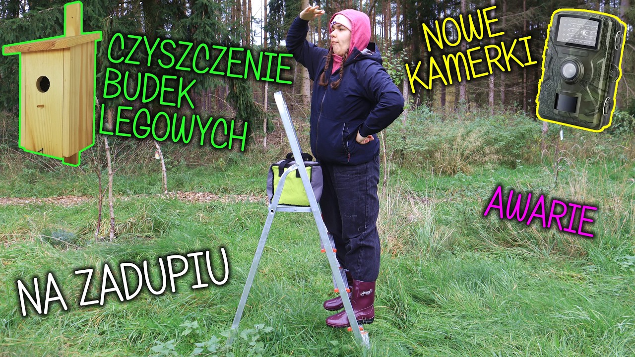U dzików na zadupiu - czyszczenie ptasich budek - wieszanie fotopułapek - awarie zadupia