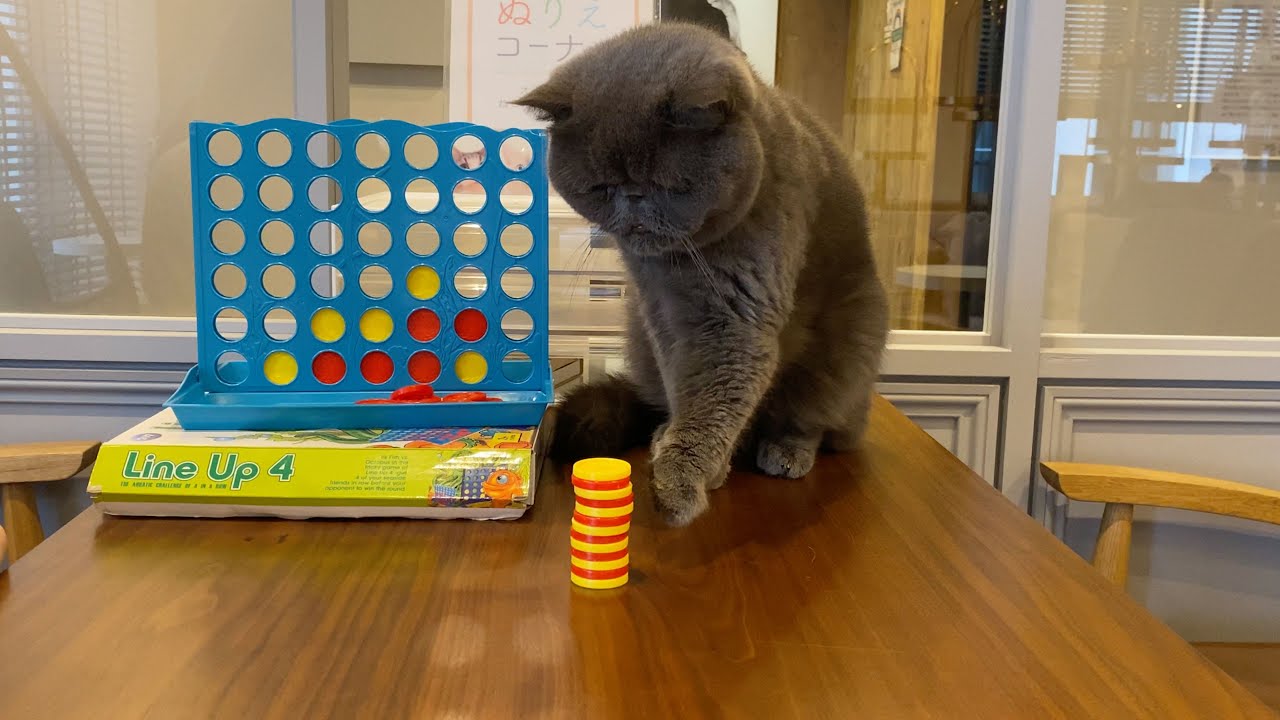 おもちゃで楽しそうに遊ぶ猫がかわいすぎた・・・・【エキゾチックショートヘア】【猫太君】【渋谷公園通り店】