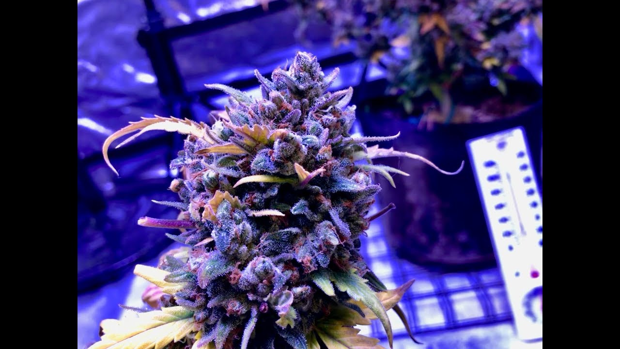 Live Harvest of the LST Autoflower Plants:  Tangerine Dream & Blue Amnesia