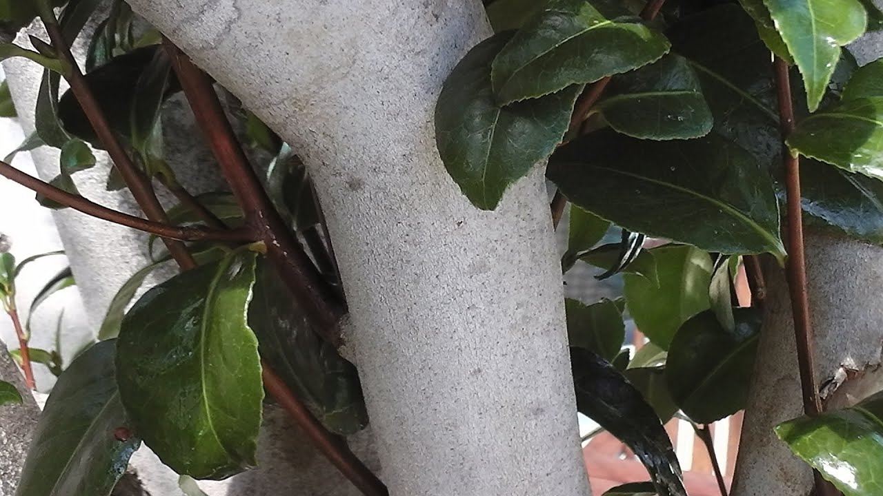 Branch Selection on a large Camelia clump for future Bonsai