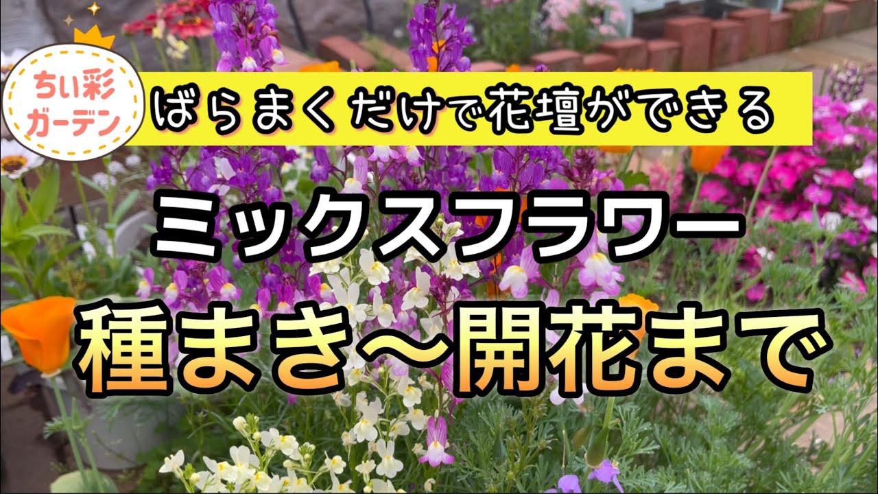 簡単に花壇ができるミックスフラワー！種まきから開花まで‼︎