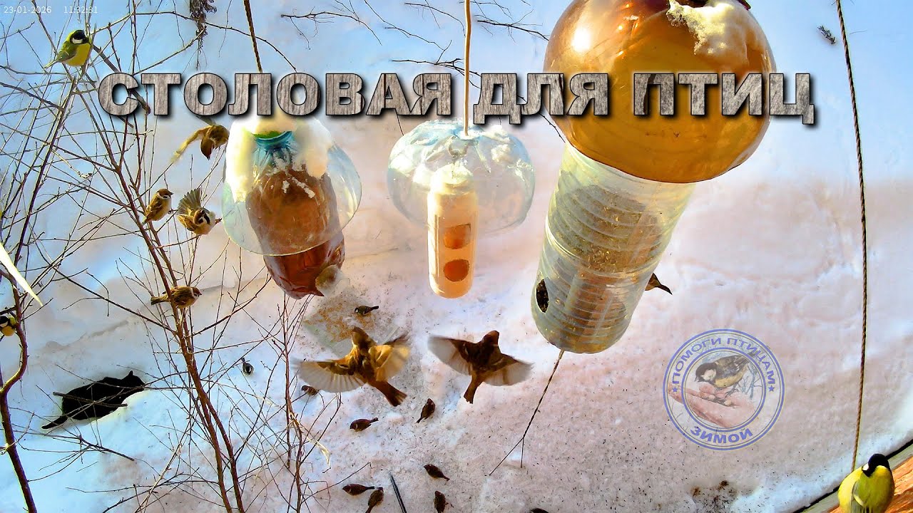 Кормушка для птиц 23 января 2026 года (05)