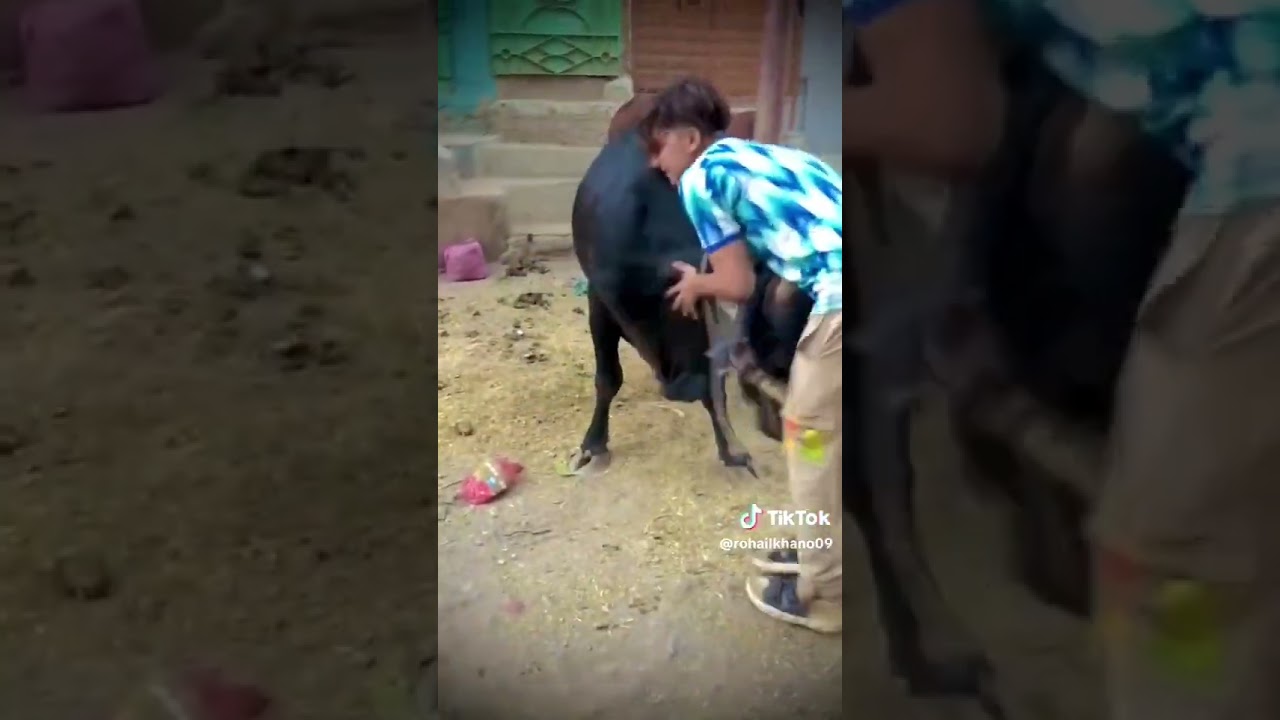 Dangerous qurbani moments 2025 🥺 || Eid UL Azha Funny Animals Attacks || Anari Qasai
