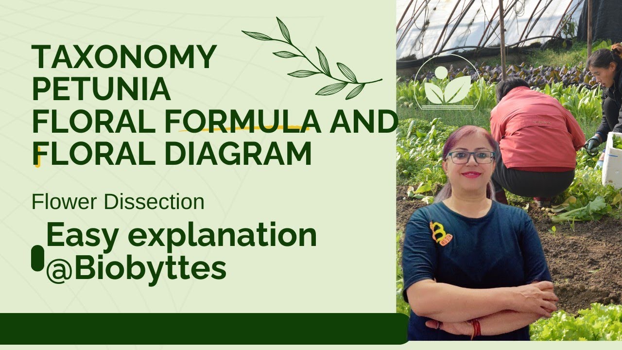 Taxonomy Petunia flower dissection Solanaceae family floral diagram and  formula@Biobyttes
