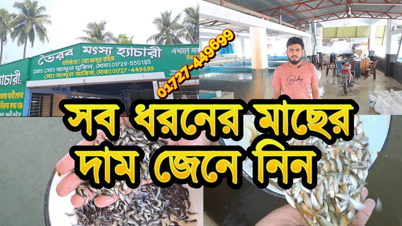 মাছের রেনু ধানী পোনা কিনুন সরাসরি ভৈরব মৎস্য হ্যাচারি থেকে মাছ চাষপুকুর প্রস্তুতি পরামর্শ নিন ফ্রিতে