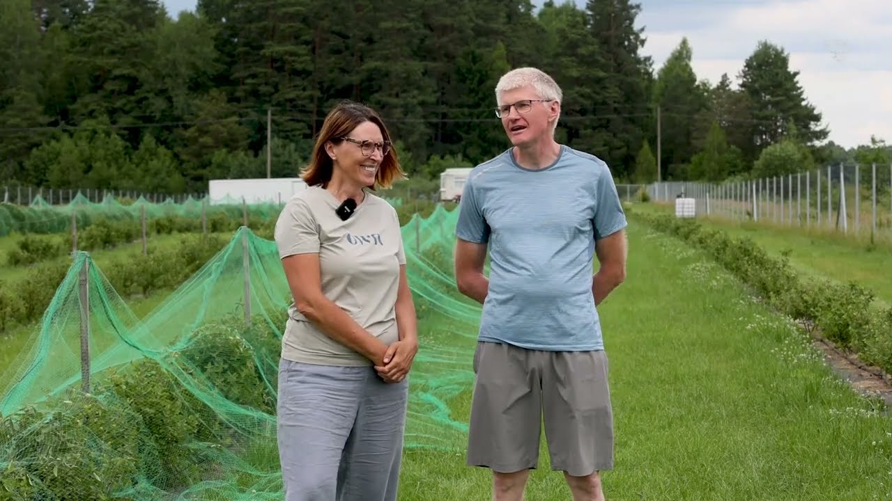 Snorkų sausmedžių ir šilauogių ūkis