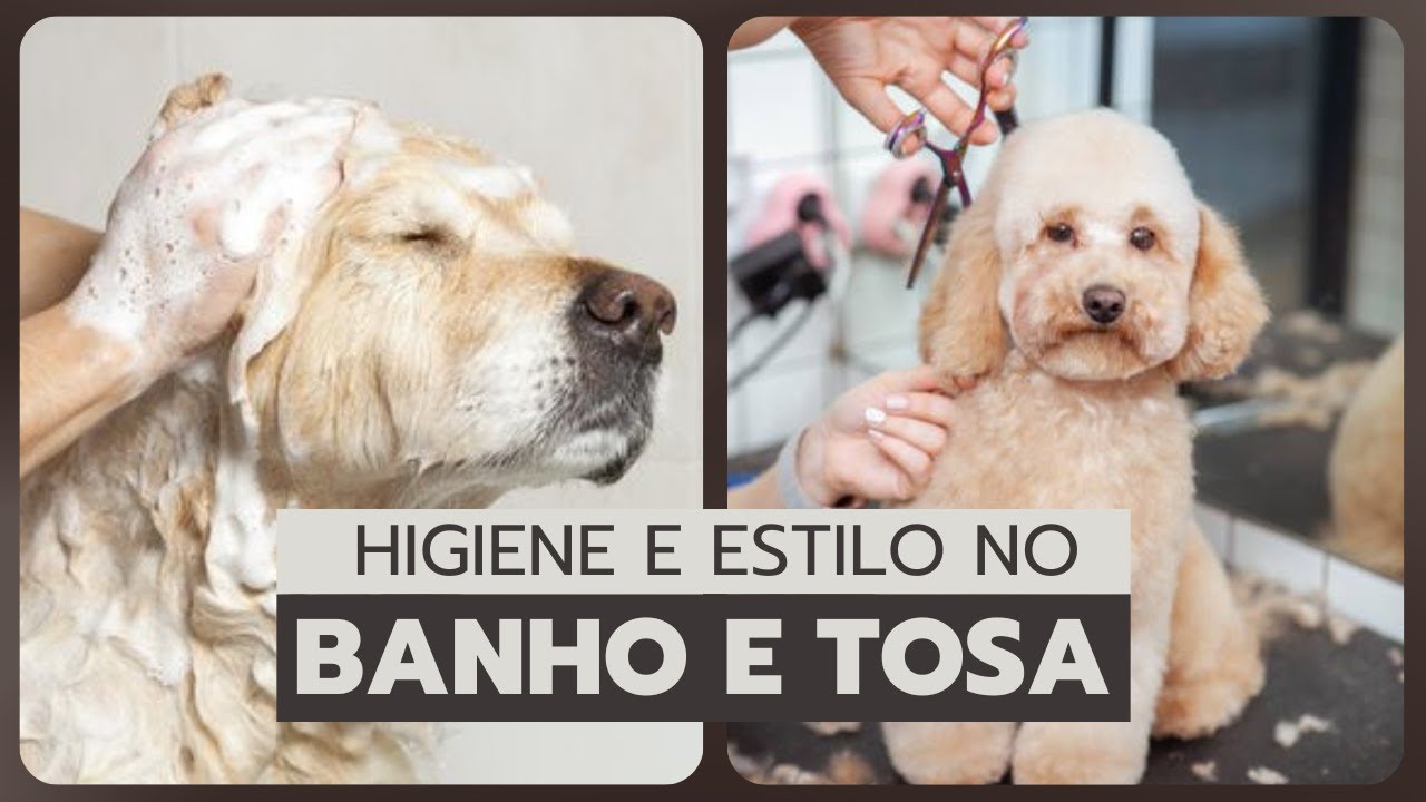 Os benef&iacute;cios do BANHO E TOSA que Voc&ecirc; n&atilde;o sabia!