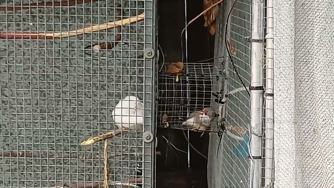 Budgie-Boys Vlog # 39: Interconnected Aviaries