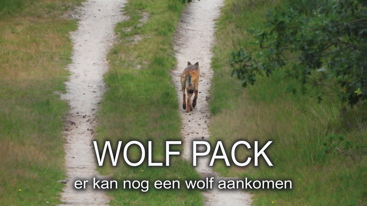#30 - WOLF PACK - er kan nog een wolf aankomen