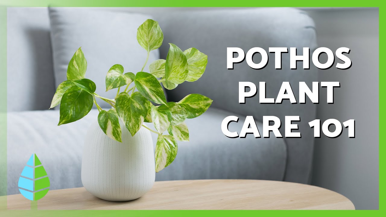 Golden Pothos Care Tips 🪴 | Watering, Soil, Fertilizer & Repotting