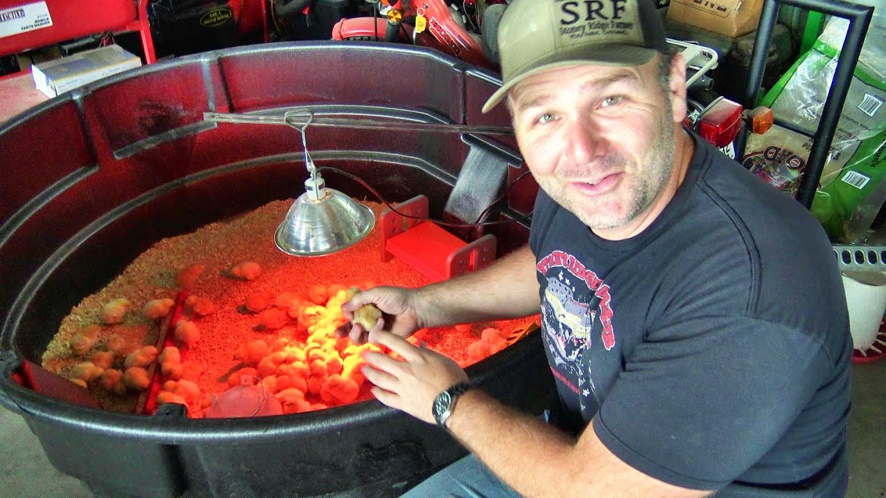 Основы разведения кур. Лучшие советы и знания, которые вы найдете в Интернете!