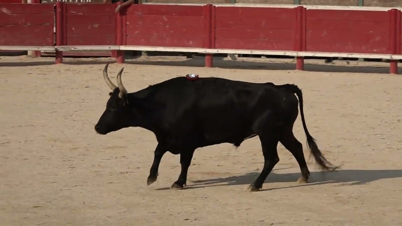 course camarguaise vauvert 17 08 2025