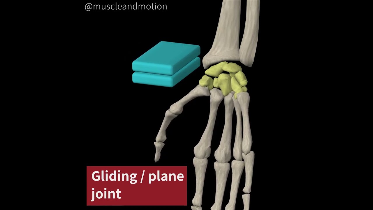3- TYPES OF SYNOVIAL JOINTS: PLANE JOINT