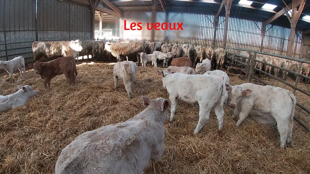 Retour sur les vêlages de 2022 🐄