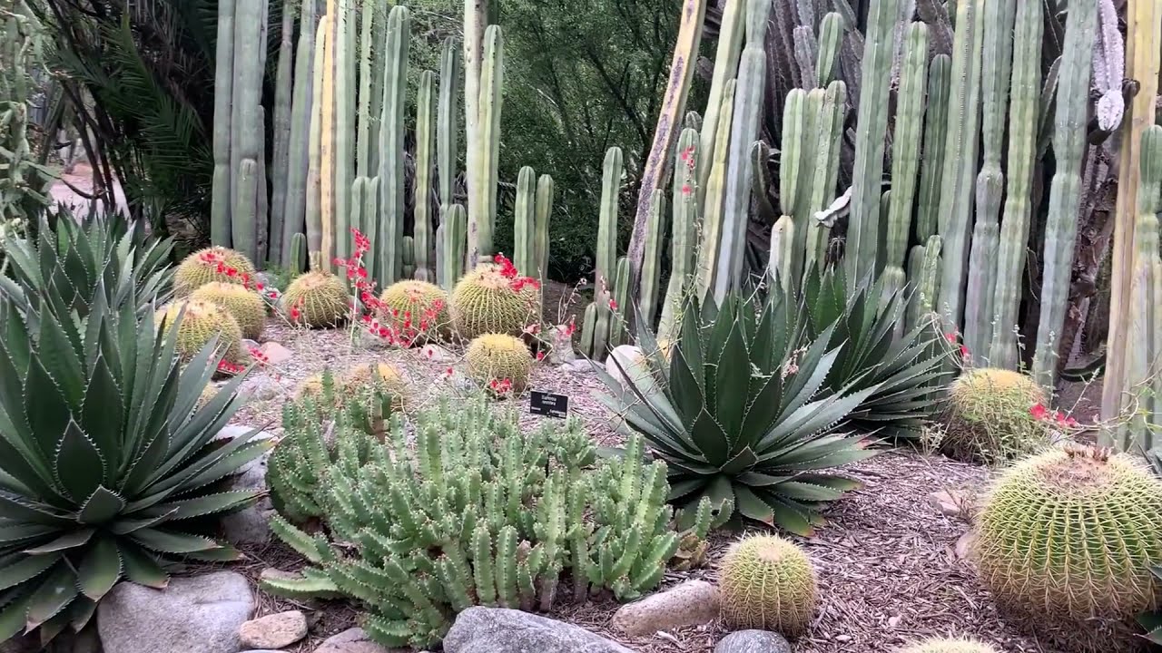 Lovely Cactus & Succulent Garden -  Huntington Library  2019