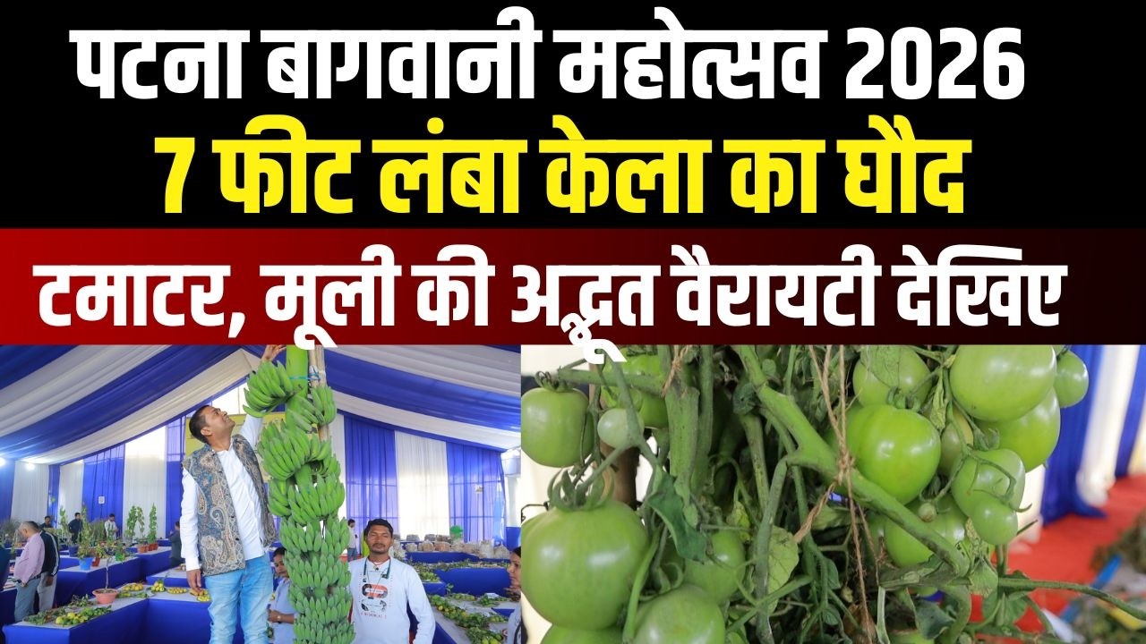 Bagwani Mahotsav 2026 : 7 फीट लंबा केला का घौद, टमाटर, मूली की अद्भूत वैरायटी देखिए