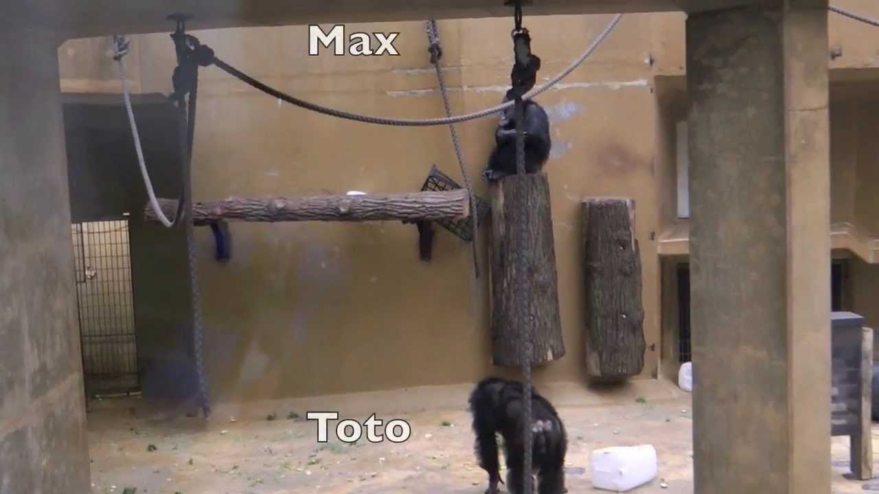 Toto ist neuer Chef der Schimpansengruppe