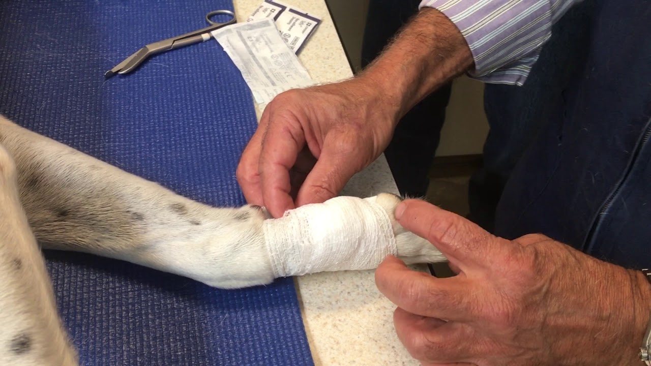 Dr. Lathrop's Dewclaw bandage