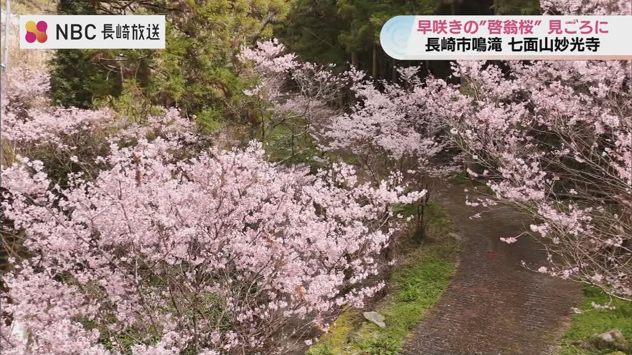 “一足早い桜の名所”長崎・七面山妙光寺で「啓翁桜」が見ごろ　30年で紡がれた100株のタペストリー