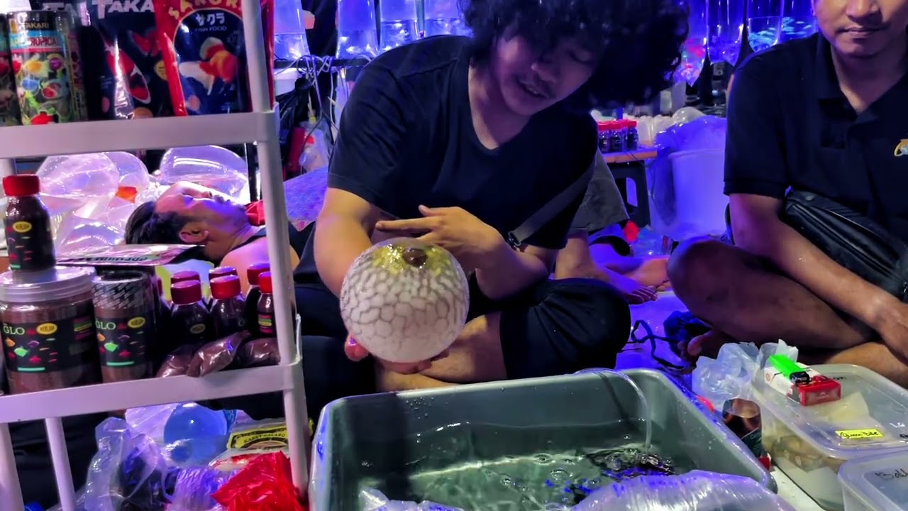 NIAT NYA MAIN DOANK, EH MALAH BELI IKAN.