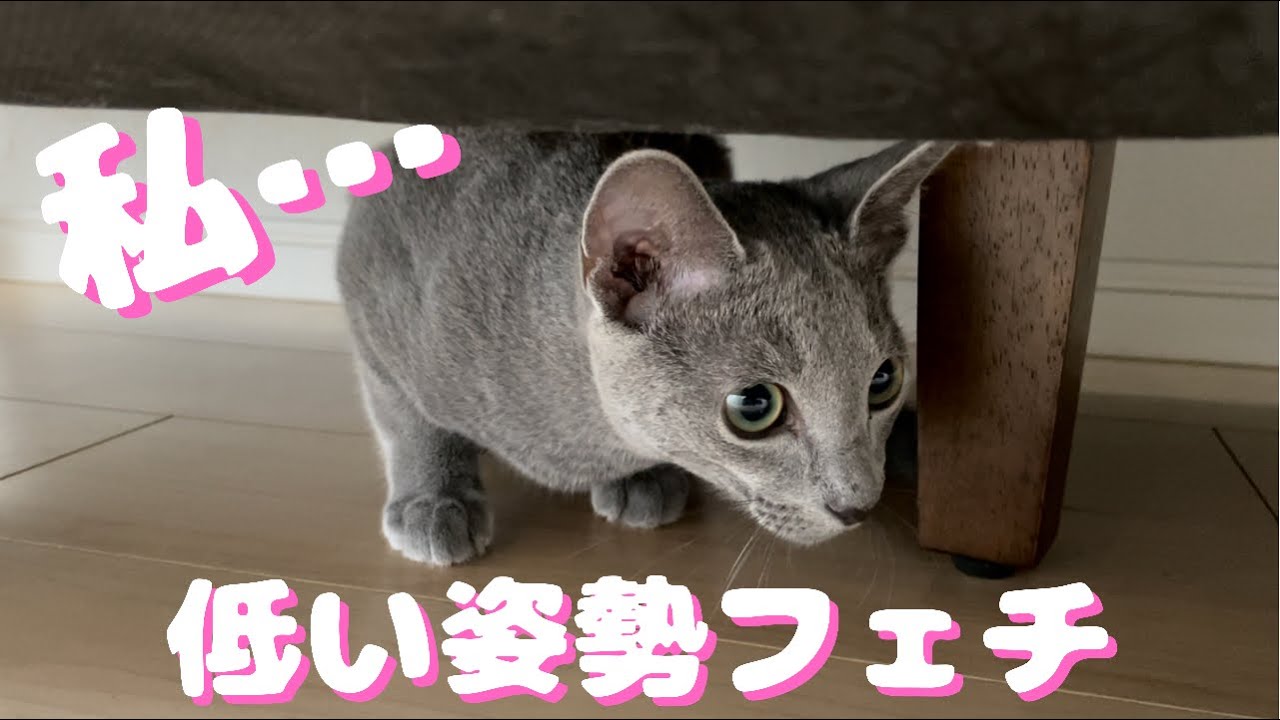獲物を狙うときの低く構える姿勢がたまらない…皆さんもそうですよね？【ロシアンブルー】