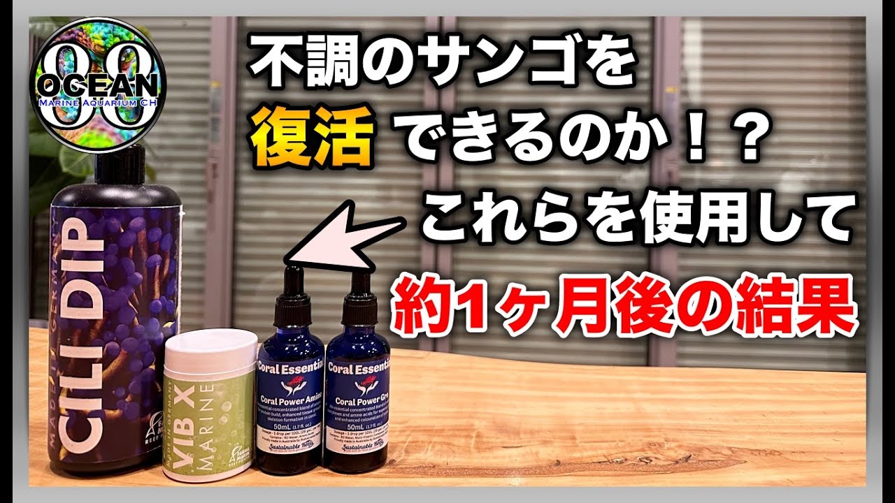 【海水魚水槽・サンゴ水槽】サンゴ不調　FAUNA MARIN「CILI DIP・VIB X」Coral Essentials「Coral Power Amino・Gro」サンゴは復活できるのか！？