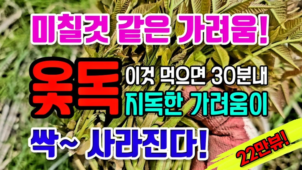 이것을 먹으면, 미칠것 같고 지독한, 옻으로 인한 가려움, 정말 신기할 정도로, 먹은 후 30분 이내에, 대부분 싹 사라진다.