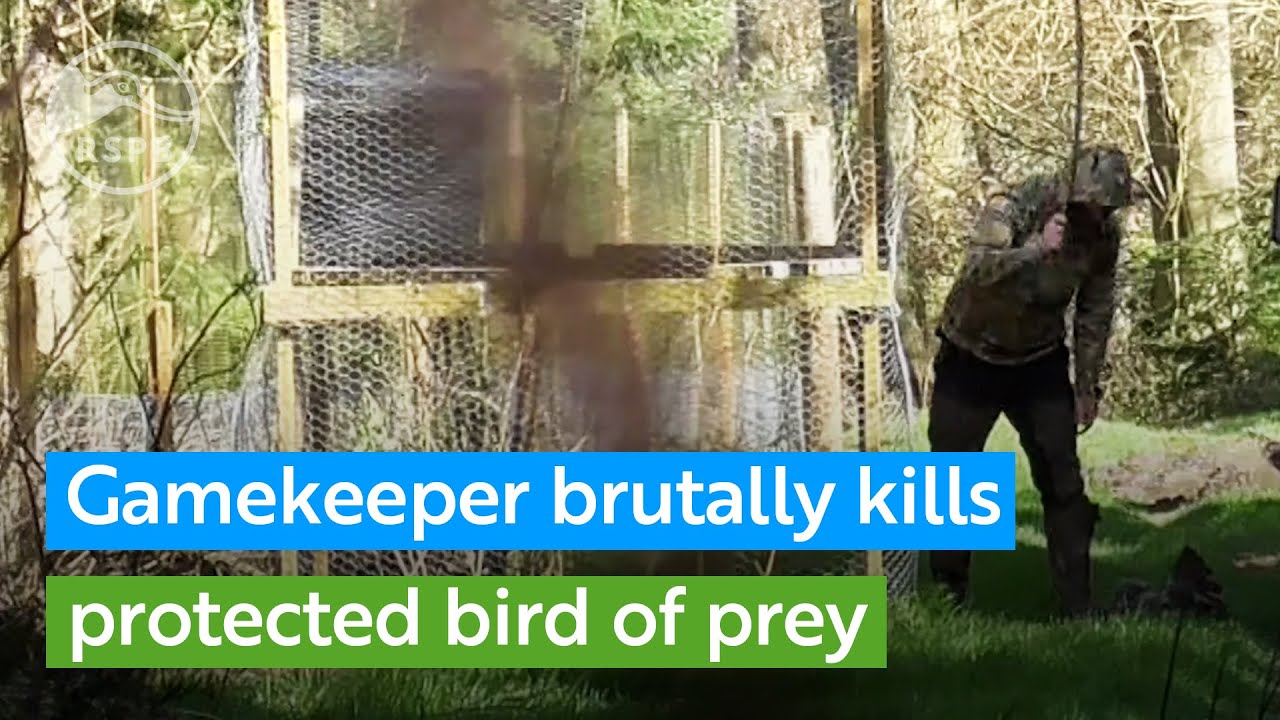 Gamekeeper filmed brutally killing protected Buzzard | RSPB